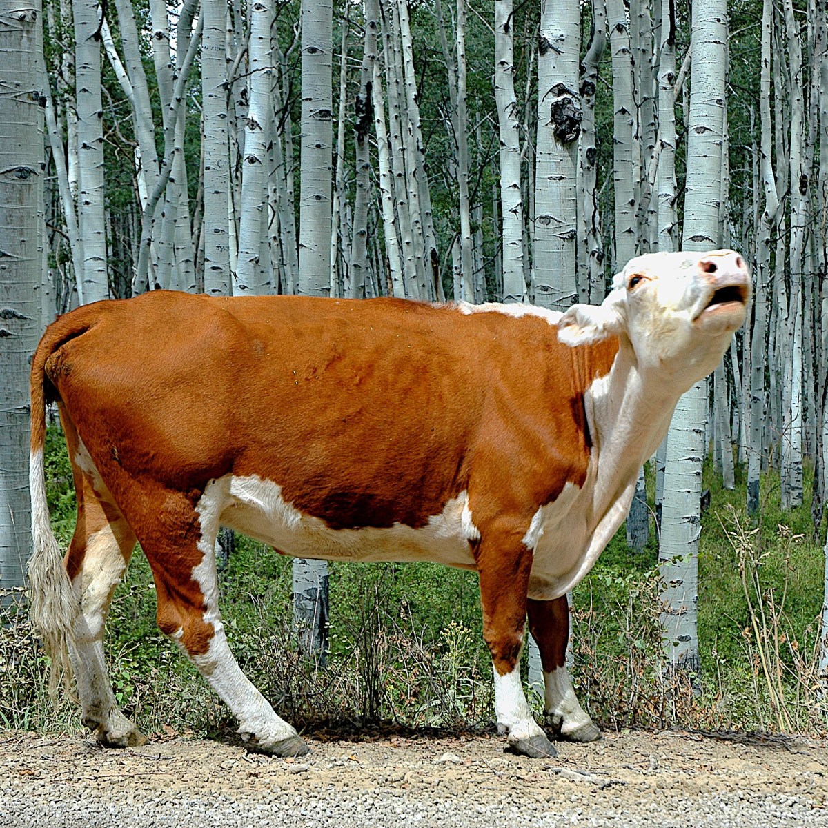 In a Garden by&nbsp;Metrognohm